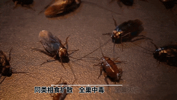 大蟑螂图片动态图图片