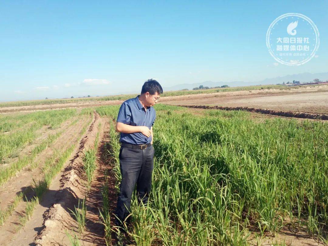 本次石墨烯技術在鹽鹼地生態修復中的成功示範,是其