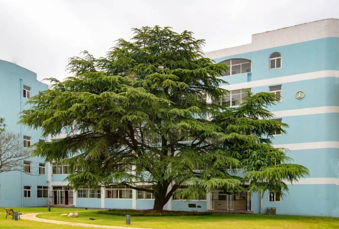 莘莘学子的见证者这些生长在浦东校园里的古树你都知道吗