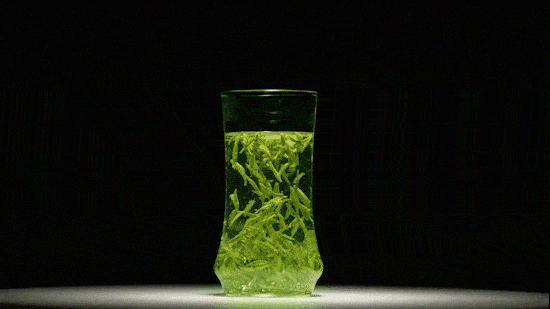 赞竹叶青正式成为2020年迪拜世博会中国馆指定绿茶让世界了解中国好茶