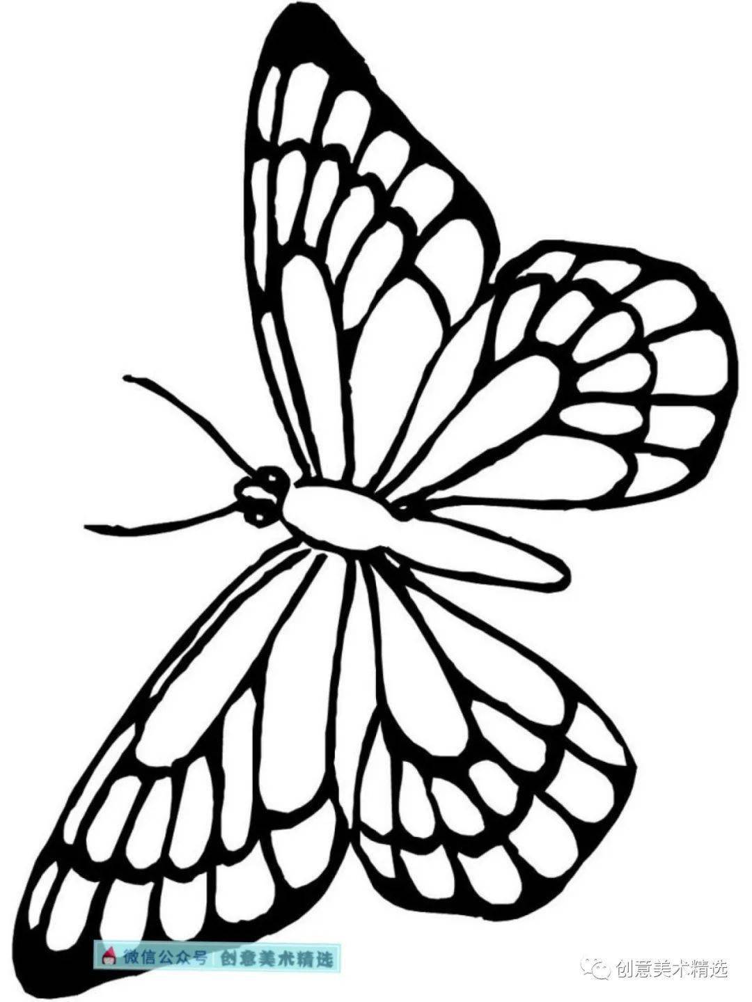 优美的蝴蝶线稿图片