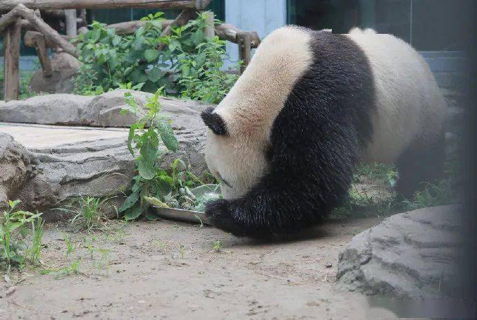 北京動物園網紅熊貓