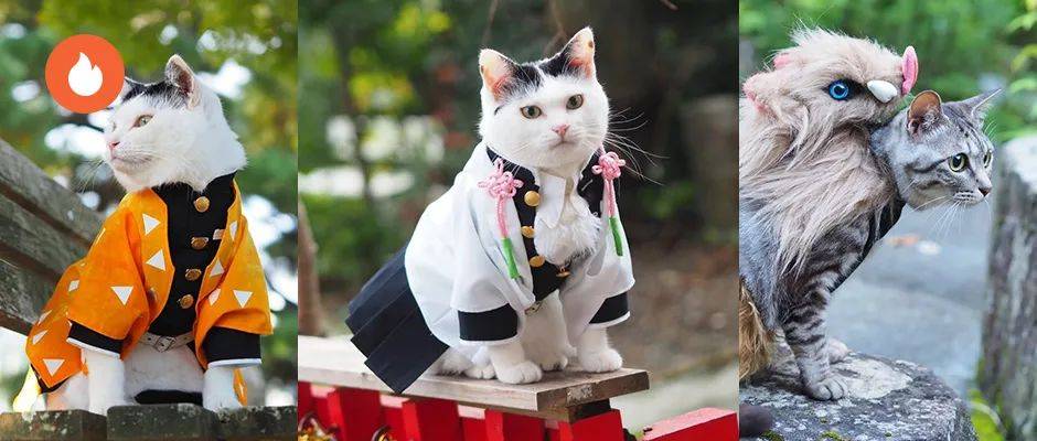 日本网友用猫咪cos鬼灭主角团简直神还原这也太可爱了叭哈哈哈哈哈