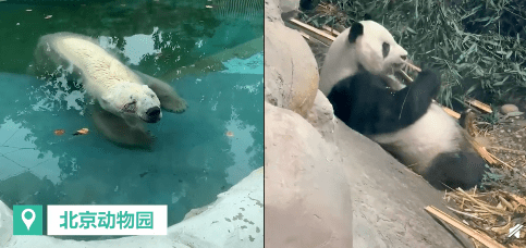 北京动物园网红熊猫秃头,网友:就挺秃然的?
