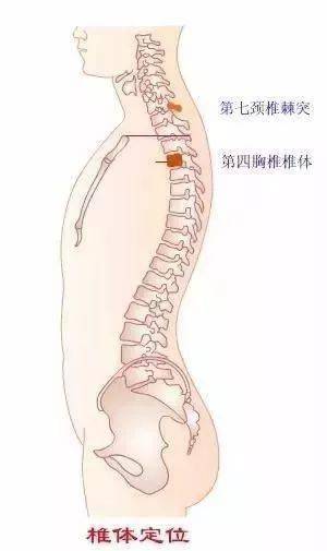 第二颈椎棘突图片