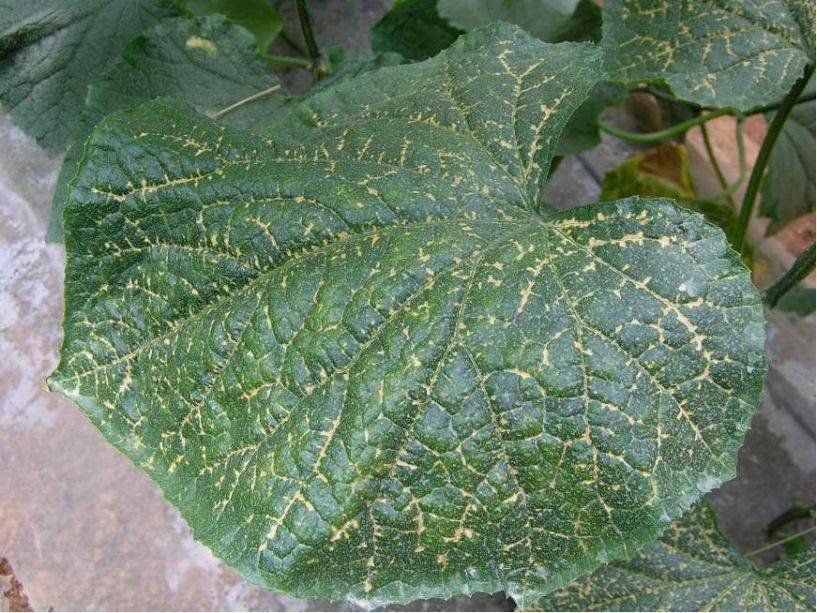 黄瓜病虫害实拍图片附【显微镜镜检图】_细菌性