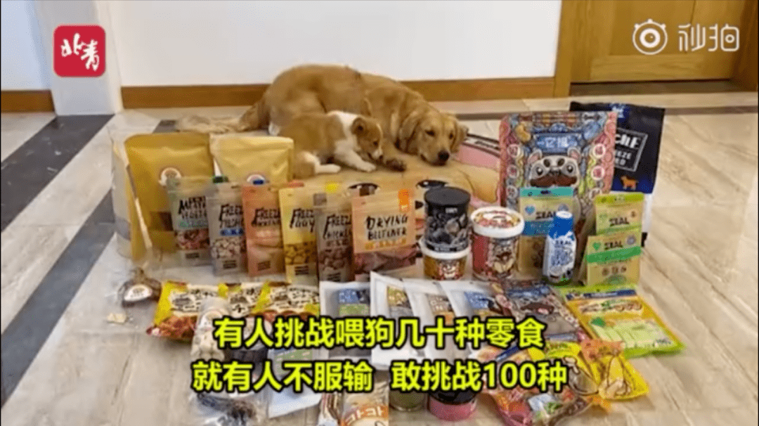 博主强迫宠物狗当大胃王网友怒了