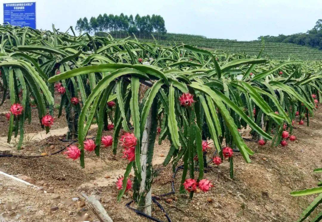 超棒花雨湖火龙果荣获南宁火龙果地理标志认证