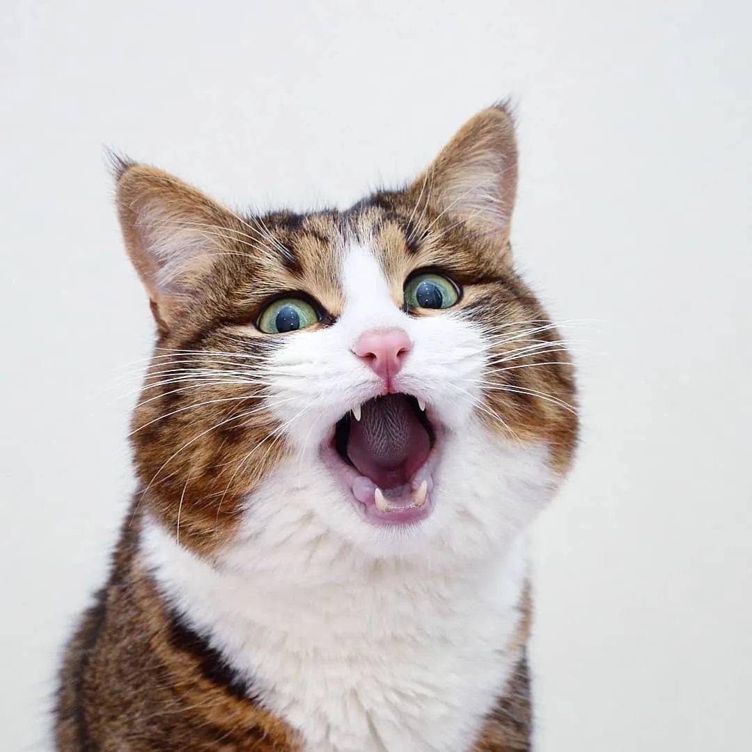 网红大脸猫的沙雕表情包圈粉无数啊啊啊啊啊啊可爱死了