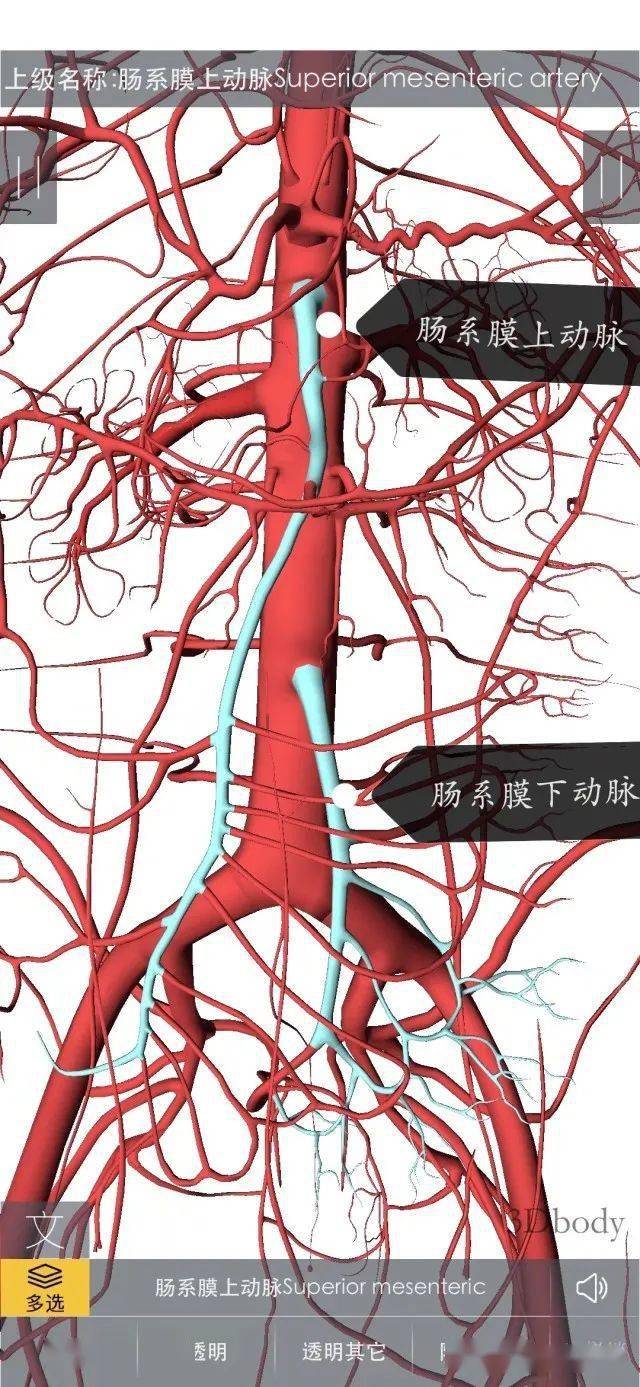 肠系膜上下动脉解剖图图片