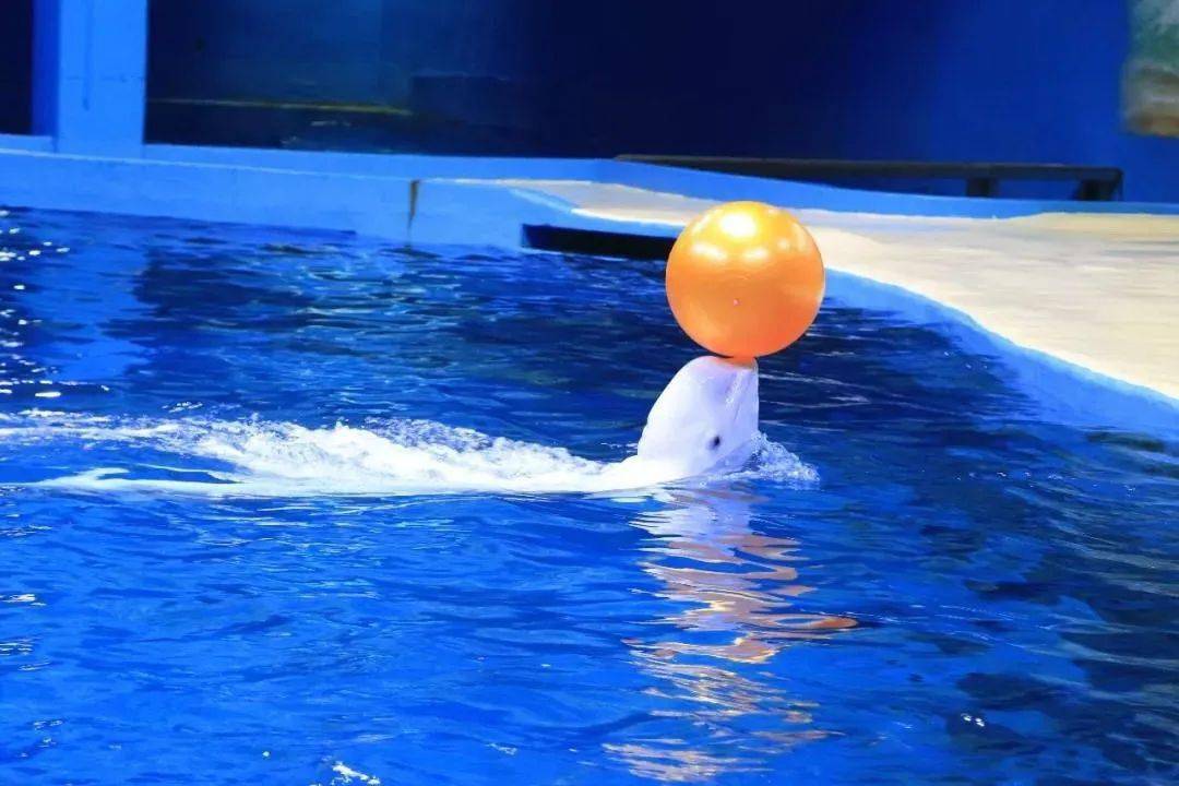 憨态可掬的它会表演很多节目顶球,转圈圈,空中飞人等耍宝卖萌简直可爱