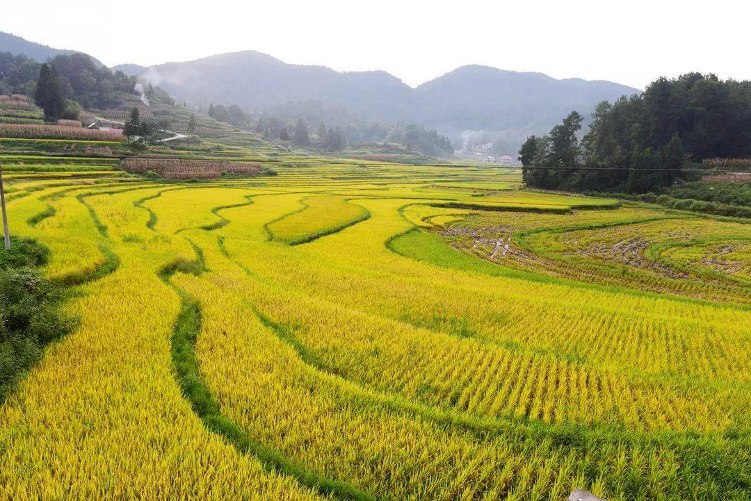 多彩咸丰疫后丰收富硒稻田美如画