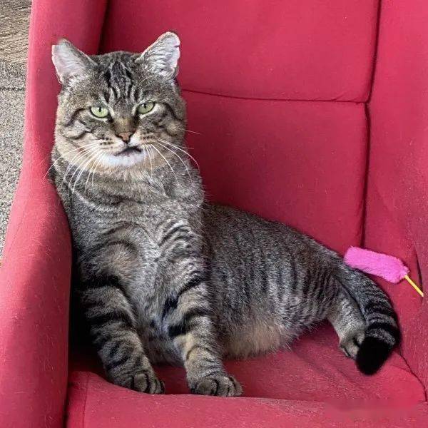 虎斑猫一被摸肉球就要吸手手,网友:真的有神秘开关?