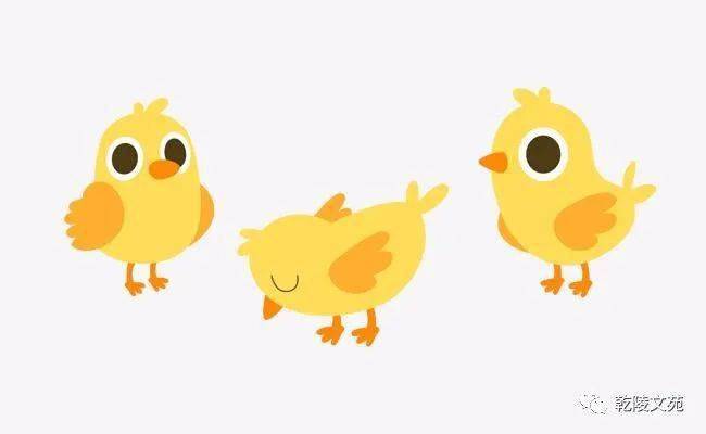 情感星语强晓萍三只没有送走的小鸡