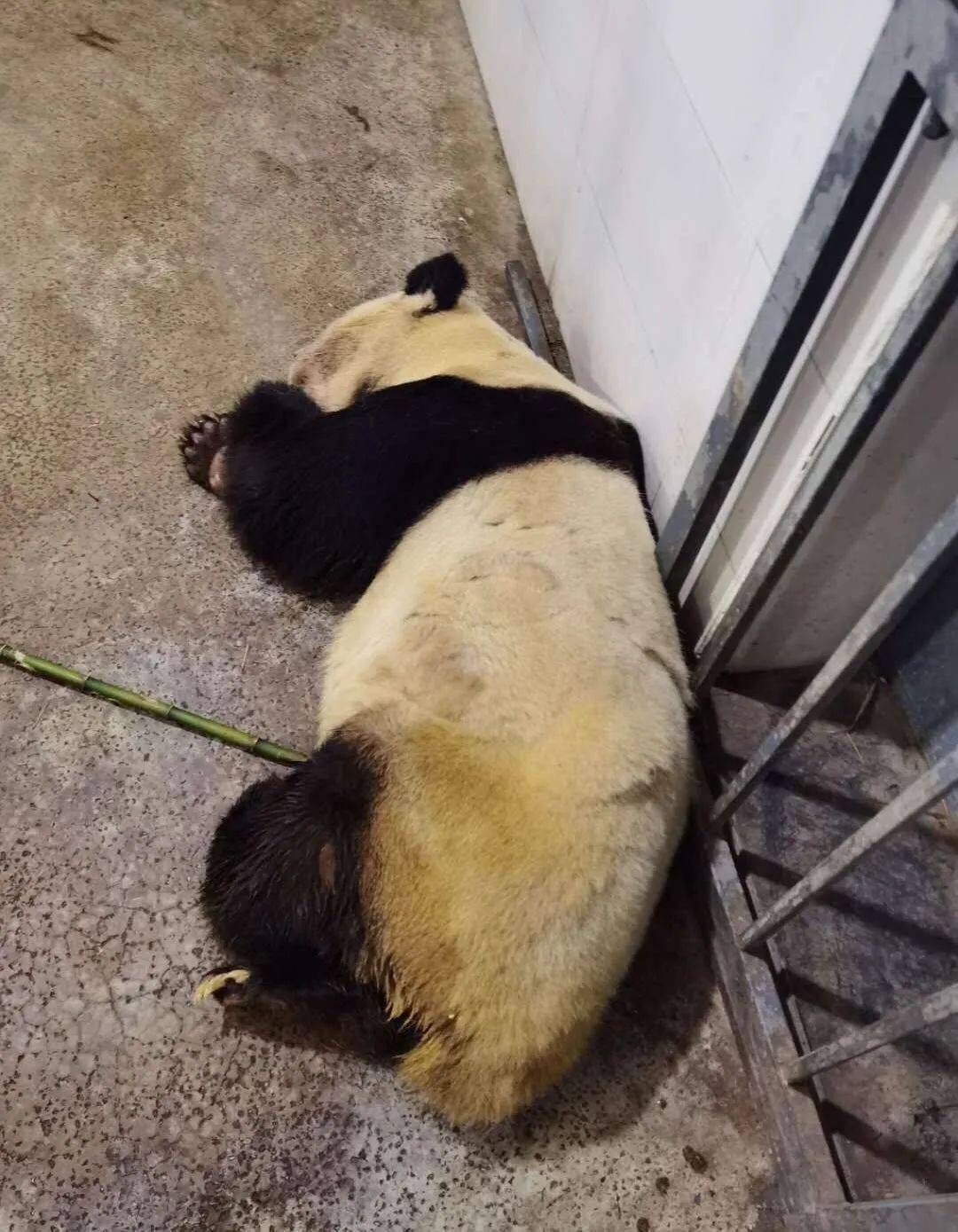 病重的大熊猫雷雷.