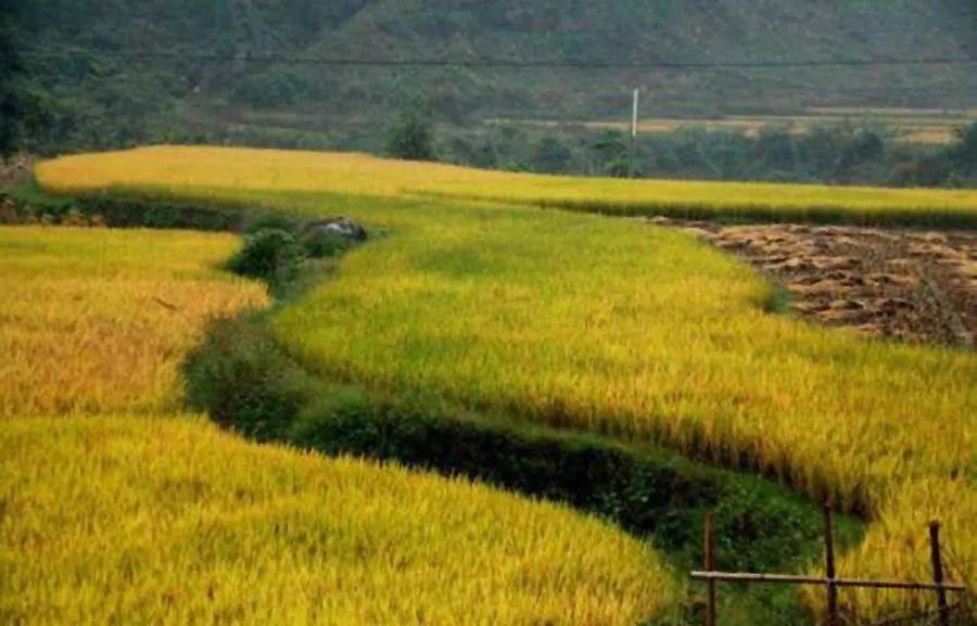 江淮文学┃走在乡村的田埂上  作者:孙先文