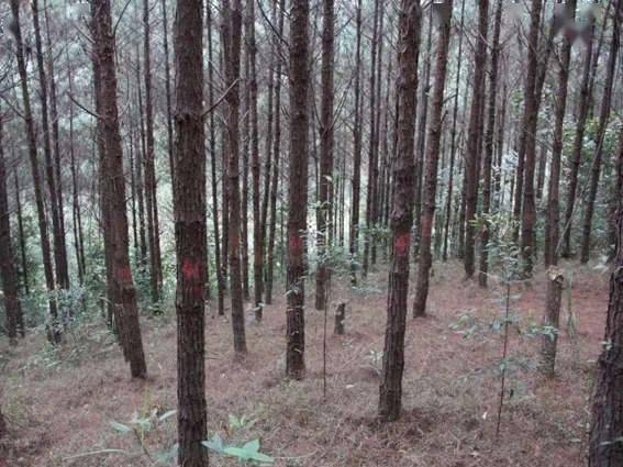 马尾松可栽培范围及主要良种品种