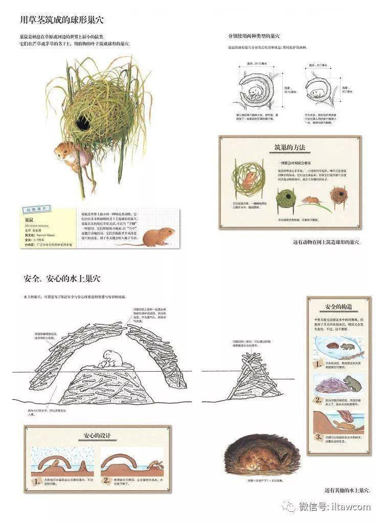自然界水坝工程师-河狸