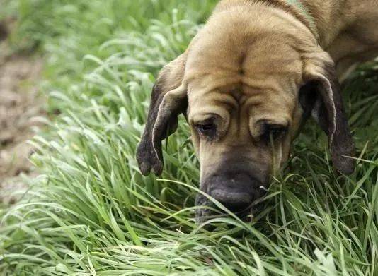 当狗狗出现吃草现象以后,要着重观察狗狗排便或者呕吐物,看是否有虫