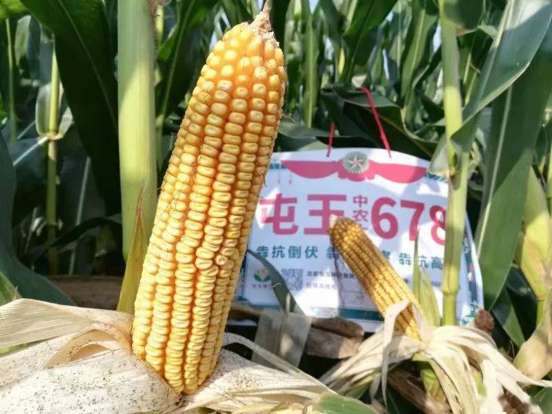 观摩预订为何要选屯玉犇抗中农大678