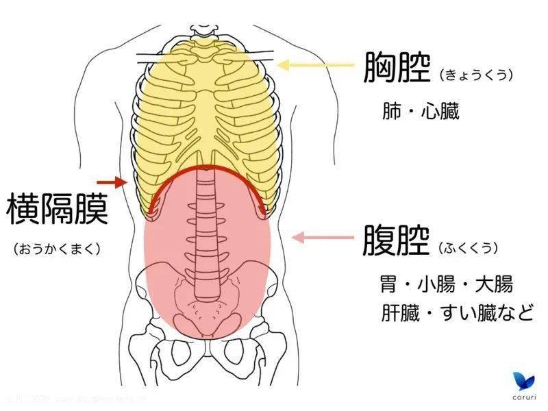 胸膜和胸膜腔示意图图片