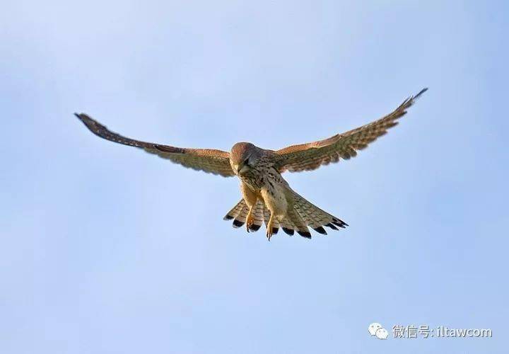 中国猛禽图鉴-隼_黑色