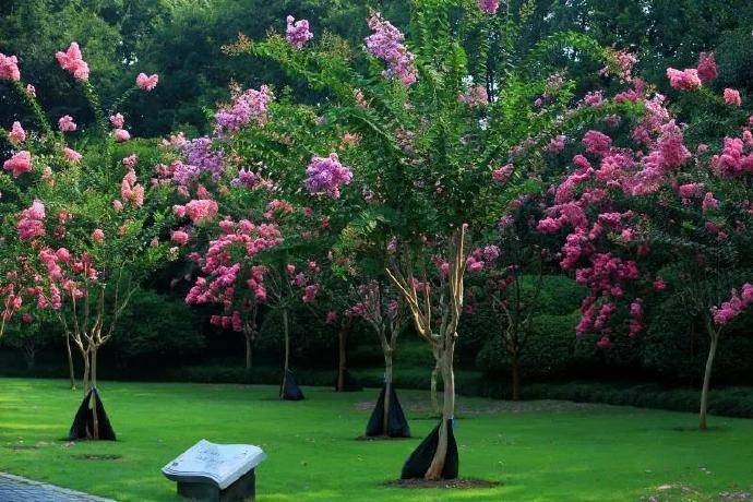 这场紫薇盛宴,不容错过!