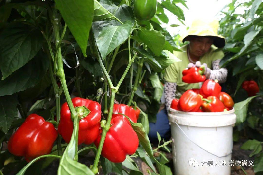 尚义:彩椒收获忙 高效农业助农增收_种植