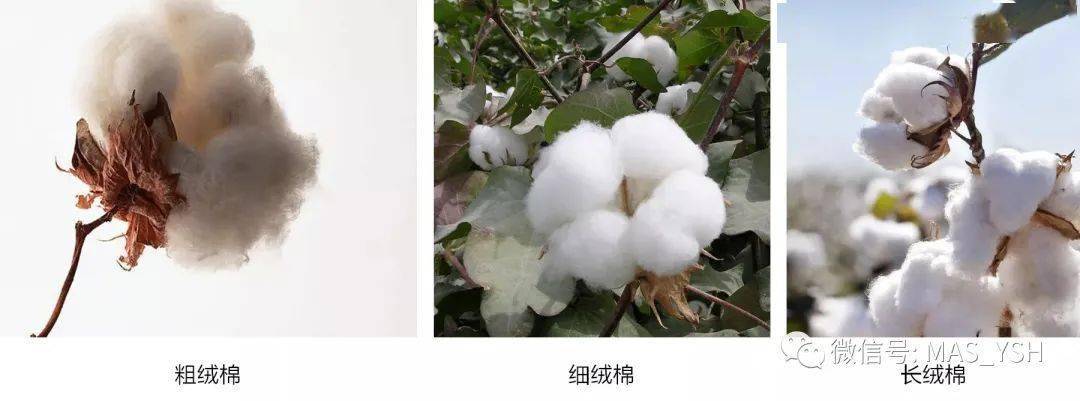 众所周知,棉是对皮肤最好的面料,但棉花是有不同品种的,一般分类是粗