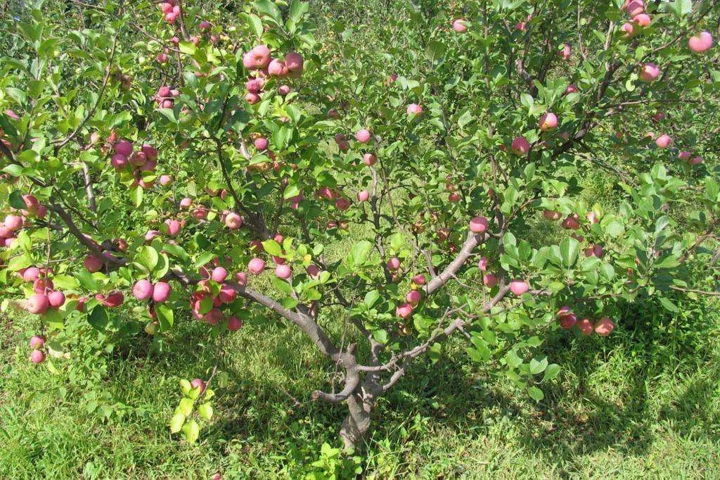 关于举办国家寒地果树种质资源科普开放日的通知