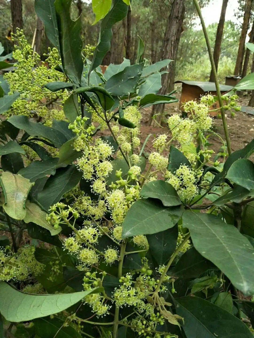由花到蜜是勤劳的见证鸭脚木花蜜2019年冬天在邱懿佳等人的精心管