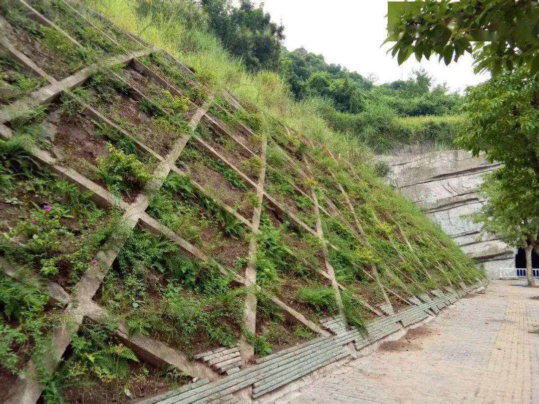 处处现新景,云阳各街道的坡坎崖绿化美化后真的美
