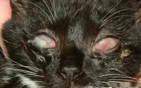 猫咪眼部感染以及有红肿现象?可能是衣原体感染!