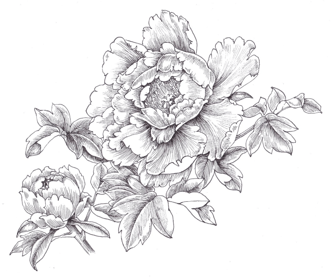 刻画完盛开的牡丹后, 开始刻画牡丹的花蕾,用线要轻,花瓣边缘不壹都