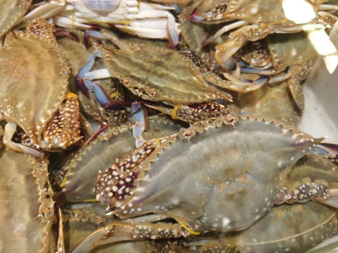 中秋临近,龙口海鲜价格涨了吗?来看最新价格吧!_手机搜狐网