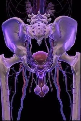 美爆了神奇的医学3d人体解剖美图每个医学生的最爱