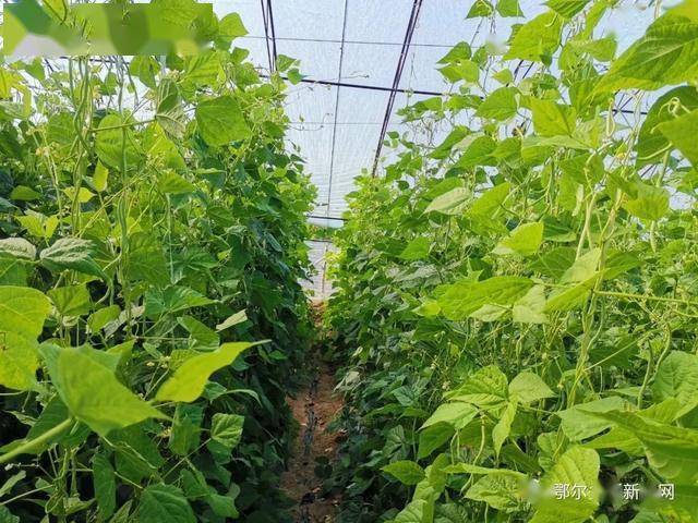 推农品 促增收 | 达旗豆角新鲜上市,欢迎来选购!_种植