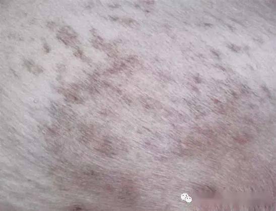 浅表层脓皮症的症状分析