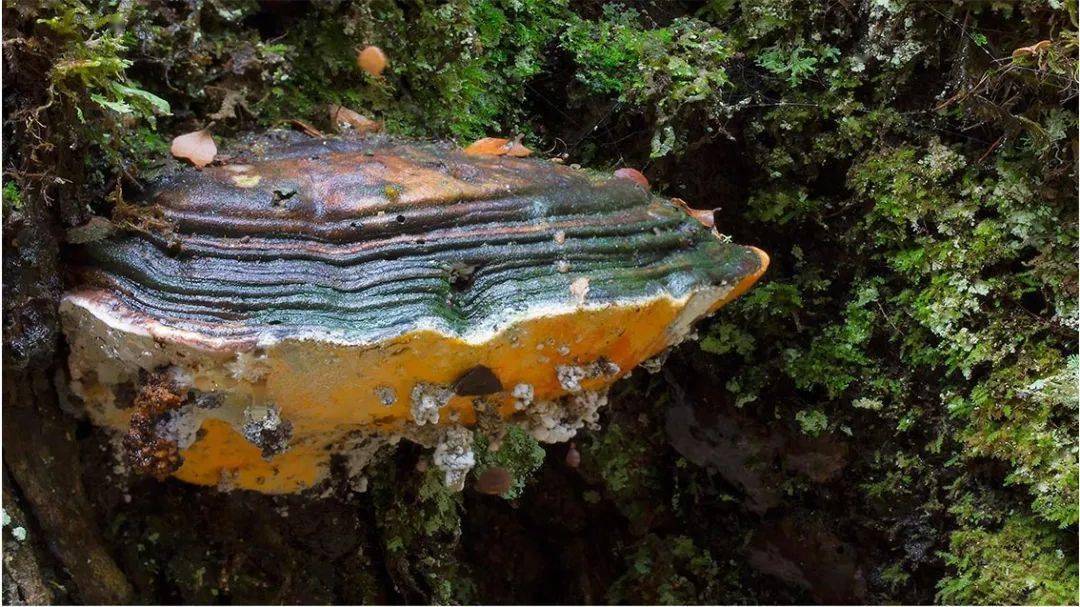 它真的好蓝好蓝啊!_真菌