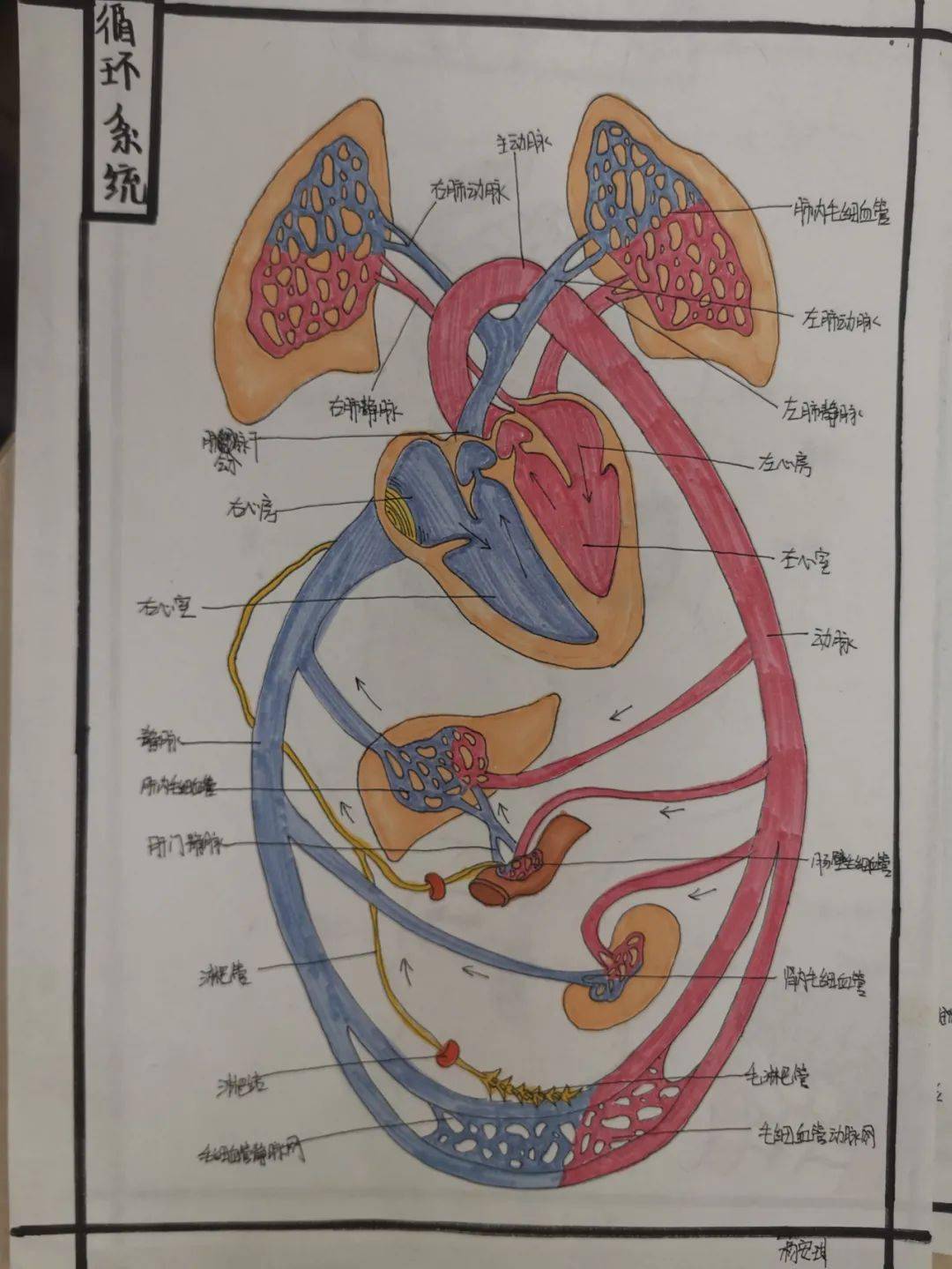 透视人体结构揭秘生命奇妙初二年级生物学科描绘人体结构活动展示