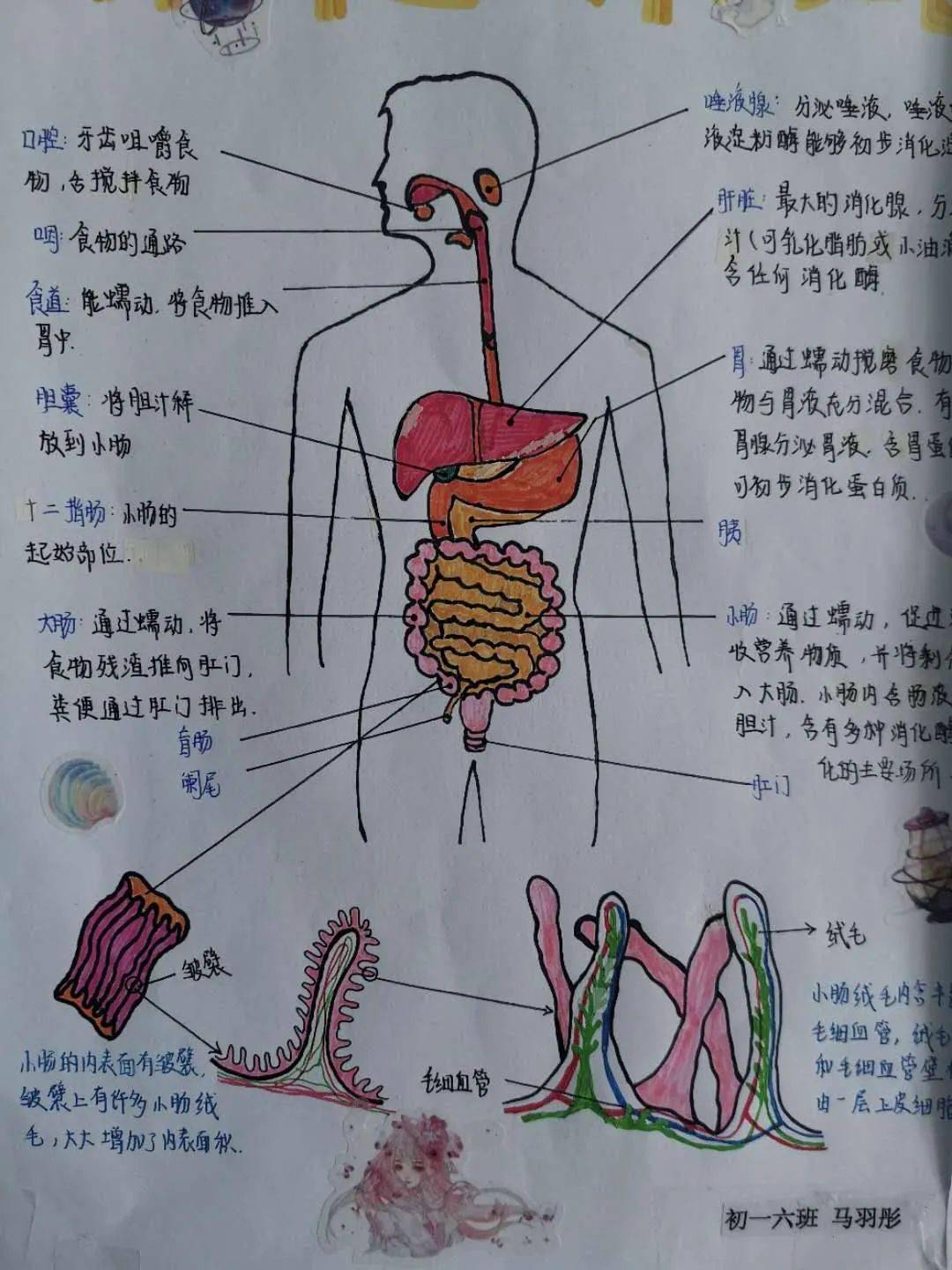 七年级生物人体结构图图片