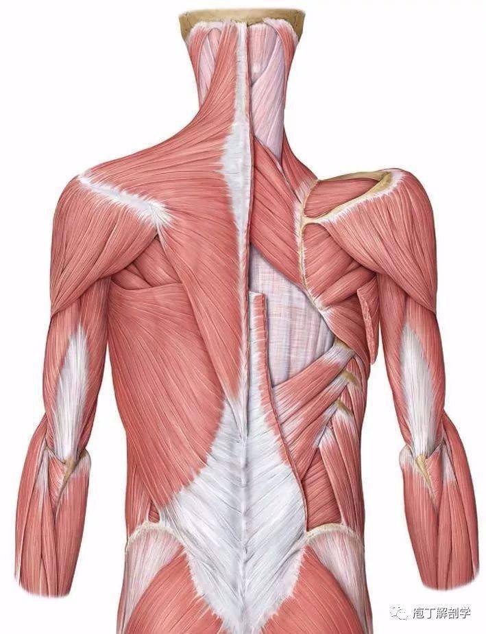 罗尼背阔肌图片