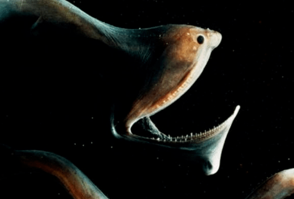 真实存在的10种深海怪物!建议千万不要独自观看!