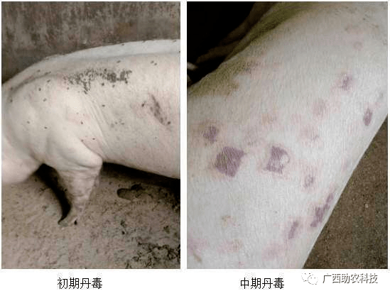 【诊疗案例】猪丹毒怎么治疗?丹毒的治疗方法_养殖