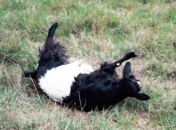 晕养又称晕厥养,是美洲特有的羊,它们一受到惊吓就晕倒,紧张或兴奋也