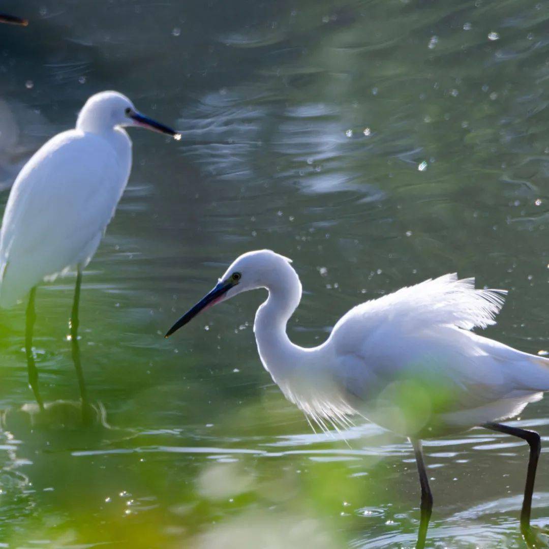 【879|关注】画面太美!日照市区这里成群白鹭飞!高清大片来了