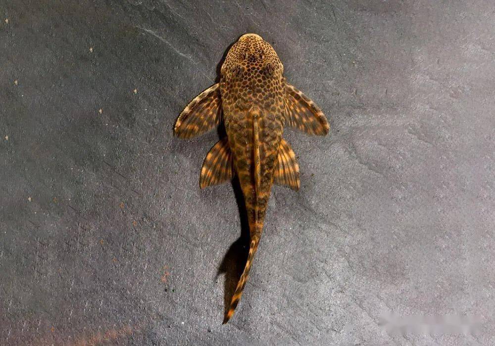 每天认识一种南美鱼101蛇纹美洲豹