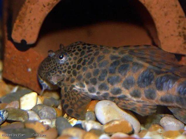 每天认识一种南美鱼101蛇纹美洲豹