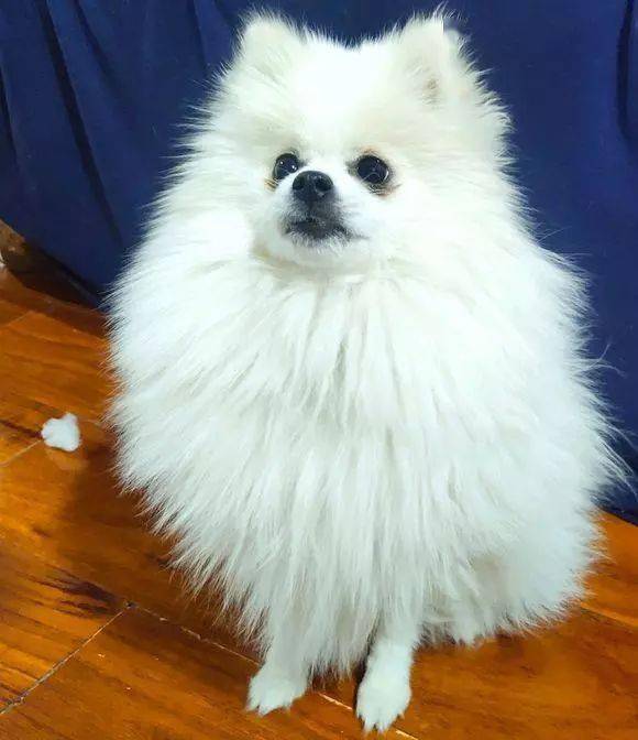 博美才满8个月,看着已经跟成年博美一样,毛量很多吧!