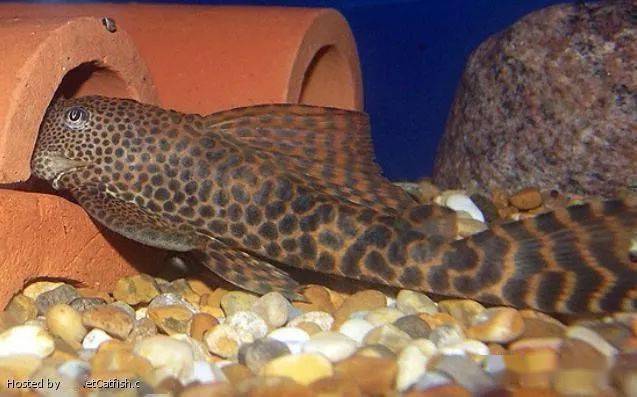 每天认识一种南美鱼101蛇纹美洲豹